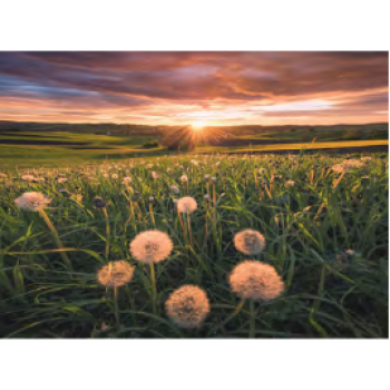 Ravensburger Puzzle - Dandelions in the Sunset (500pc)